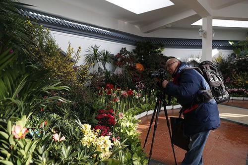 中山公園迎春花卉精品展 70余種珍品競相開放，引領種植技術新探索