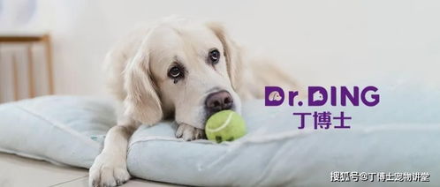 植物性蛋白與單細胞蛋白 寵物食品原料的新興力量